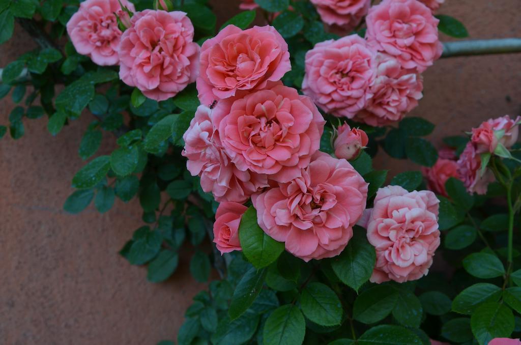 Al Podere Di Rosa * Lucca