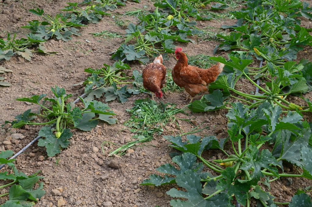 Agroturismo Al Podere Di Rosa