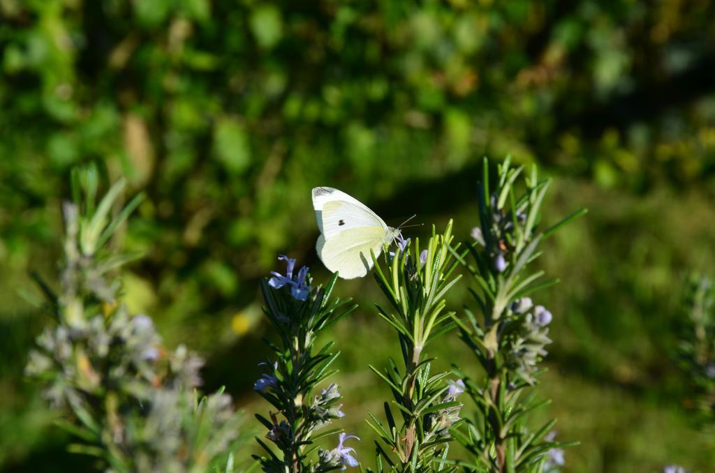 Al Podere Di Rosa Farm stay *